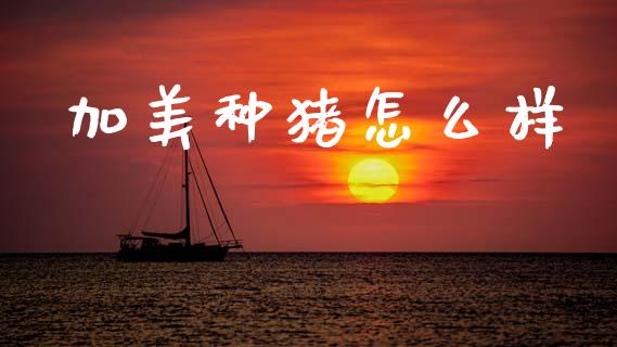 加美种猪怎么样_https://wap.fcdydaikuan.com_期货品种_第1张