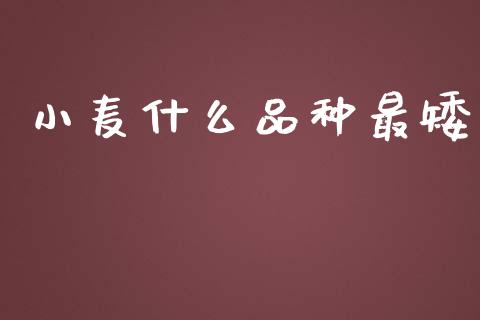 小麦什么品种最矮_https://wap.fcdydaikuan.com_理财顾问_第1张